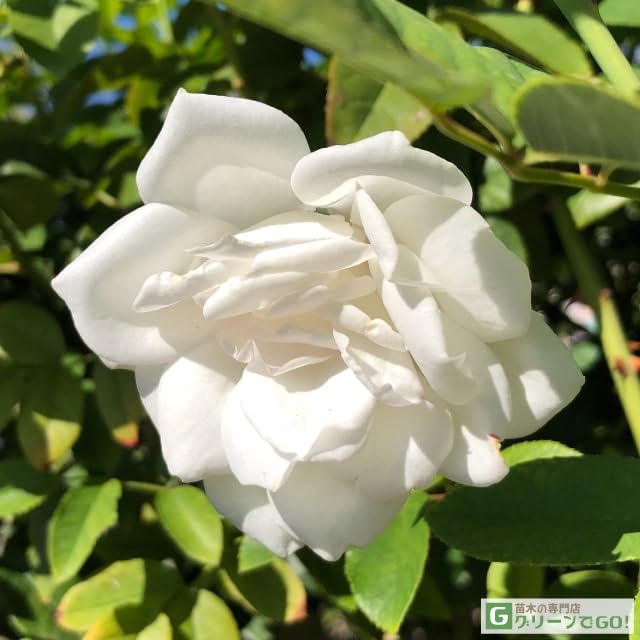 Amazon | バラ 苗 【アイスバーグ (FL) 中輪 四季咲き】 2年生